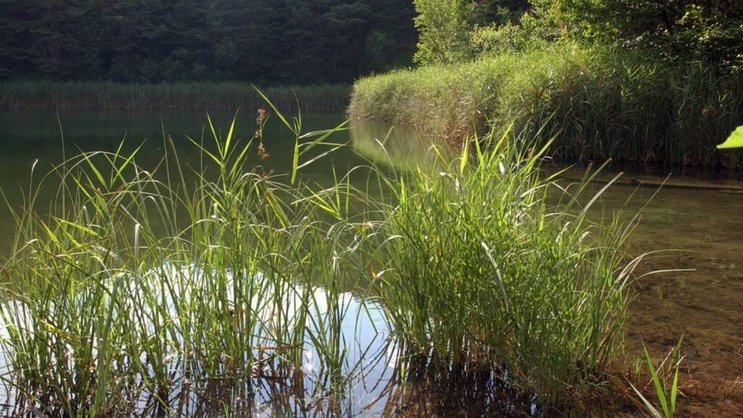 L'état critique des eaux de surface est principalement dû à une large contamination par le mercure et d'autres polluants toxiques. (Image d'illustration)