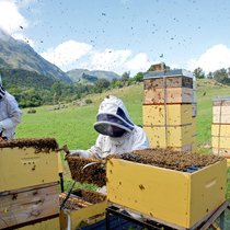 Le manuka est un arbrisseau aux fleurs blanches et parfumées qui ne pousse qu’en Nouvelle-Zélande, en Australie et en Tasmanie.
