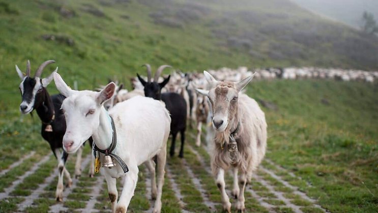 Emmi investit 40 millions de francs dans la fabrication de poudre de lait de chèvre, un marché de niche en croissance (archives).