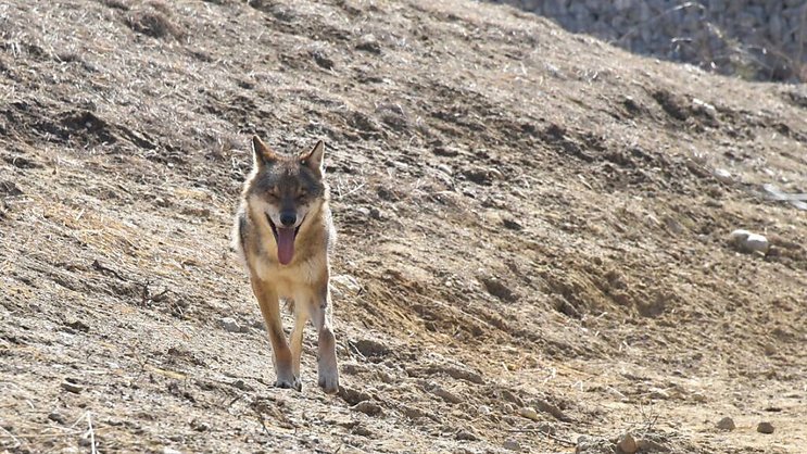 Le tir d'un loup a été ordonné dans la région de Conches, entre les localités de Fiesch et Oberwald, dans le Haut-Valais (image symbolique).
