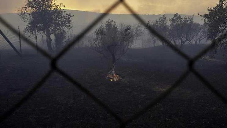 Oliviers menacés par le feu près de Volos.