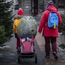 Tous les ans : en Suisse, le sapin fait partie intégrante de la tradition de Noël. 1,7 million de sapins de Noël sont vendus chaque année. (photo d'archives)