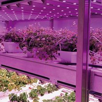 Les centaines d’ampoules LED à la lumière violette et la climatisation sont les principaux coûts fixes de Growcer.