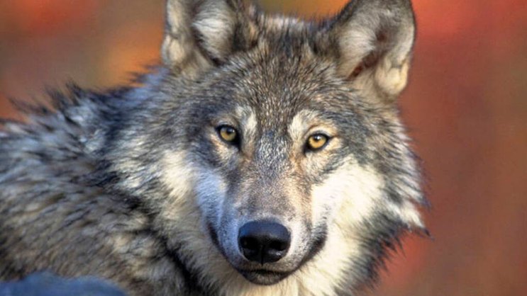 En 2022, 1200 animaux de rente ont été tués par des loups en Suisse jusqu'à fin septembre. En 2023, ce chiffre était de 850 animaux.