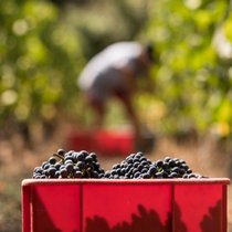 Le Grand Conseil valaisan a choisi d'aider sa viticulture (image d'illustration).