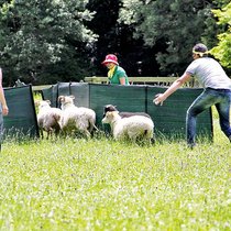 Avec Leader’Sheep, les collaborateurs sont amenés à conduire un troupeau de moutons. Un jeu qui rencontre un grand succès en Suisse romande!