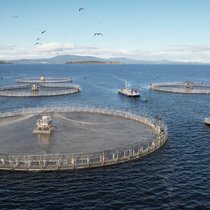 Les activités cédées comprennent notamment la production de pellets pour l'alimentation des saumons d'élevage. (archive)