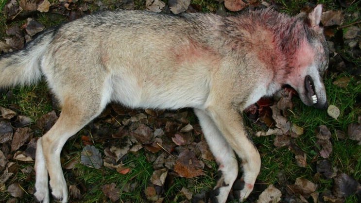 L'animal abbatu dans la région du Nufenen mercredi était un loup isolé (photo symbolique).