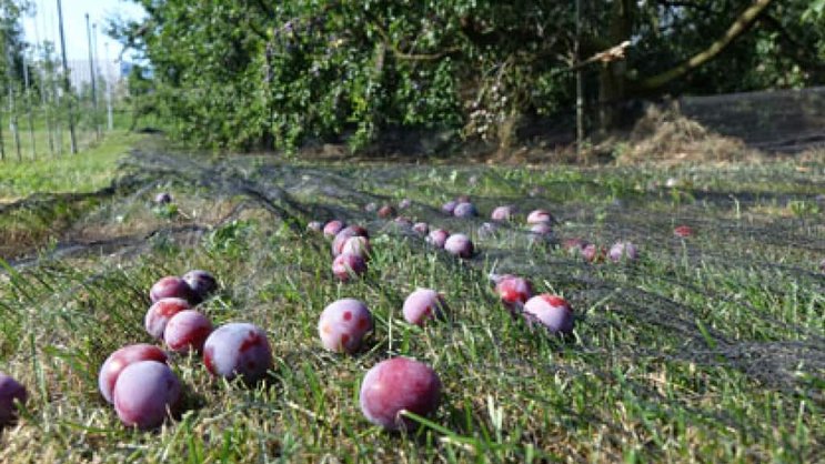 Selon Fructus, la prune de Löhr est l'une des meilleures prunes de distillerie de Suisse.