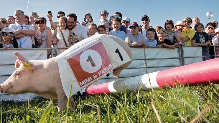 Parmi les traditions fribourgeoises, la Bénichon. Ici, une course de cochons à Ecuvillens, organisée lors de cette fête.