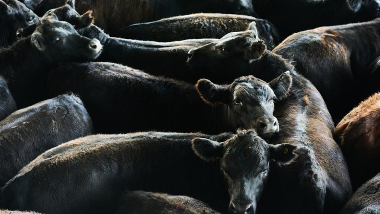 Le Parlement veut lutter contre les conditions de transport des animaux à l'étranger (image d'illustration).