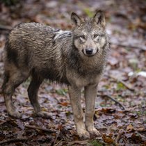 Il existe aujourd'hui plus de 300 loups en Suisse, répartis en plus de 30 meutes (image d'illustration).