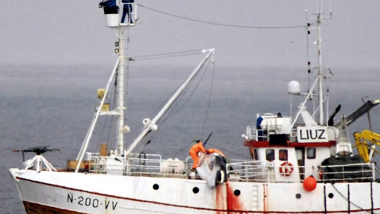 La chasse à la baleine peut se poursuivre en Islande.