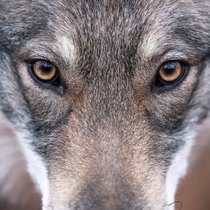 La régulation du loup est régulièrement débattue au Parlement (image d'illustration).