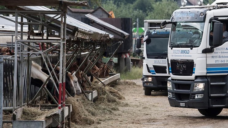 L'affaire de maltraitance animale de Hefenhofen (TG) a entraîné la fermeture de l'exploitation et la saisie des animaux (archives).