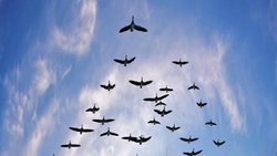 A l’image des oiseaux migrateurs, où «celui qui est plus à l’avant va se fatiguer plus vite, car il prend le vent pour les autres», le leadership tournant s’organise de manière à responsabiliser tout le monde.