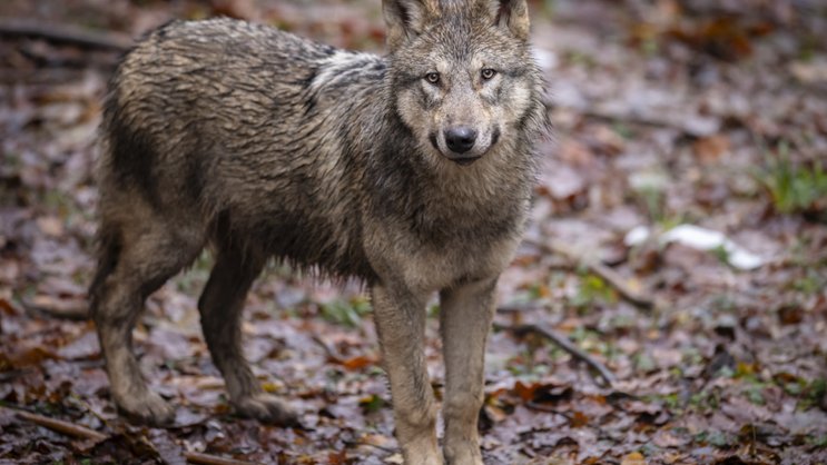 En 2025, 81 attaques de loups ont été enregistrées en Valais (image d'illustration).