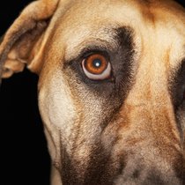 Après une forte croissance post-pandémie, les dépenses pour les animaux se stabilisent chez les grands distributeurs suisses.