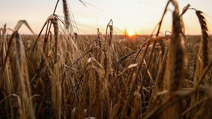L'accord céréalier en mer Noire, qui permet à l'Ukraine d'exporter ses céréales, est jugé crucial pour l'alimentation mondiale (archives).