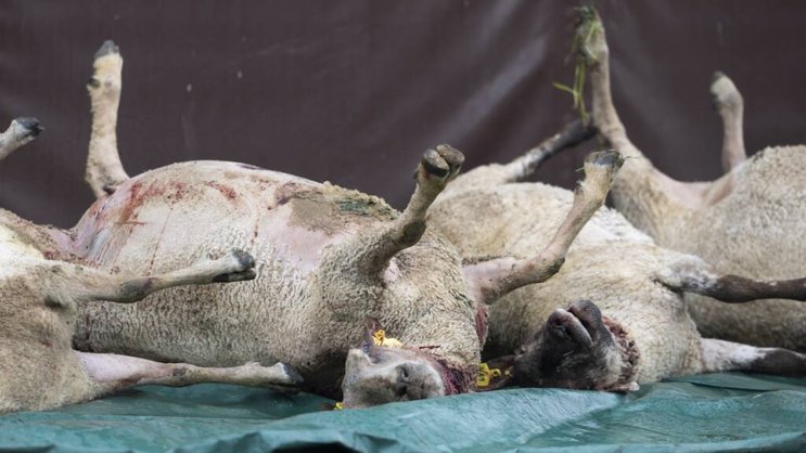 Des cadavres de l'attaque de loup en avril dernier à Valeyres-sous-Rances (VD) (archives).