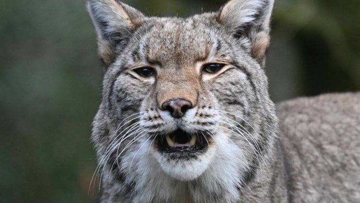 Le lynx abattu avait attaqué des animaux de rente (image symbolique).