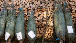 Les prix des sapins de Noël sont en légère hausse cette année (achives).