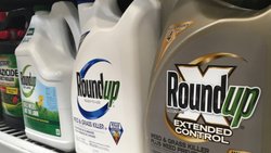 A base de glyphosate, l'herbicide Roundup est accusé de favoriser le développement de lymphomes non hodgkinien (LNH), une forme de cancer (archives).