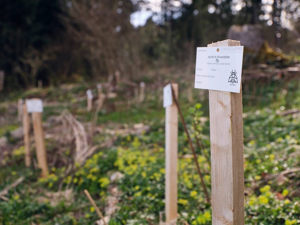 Wildbienen 6