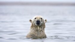De nombreuses espèces comme l'ours polaire ou les phoques dépendent de la banquise pour se reproduire et se nourrir.