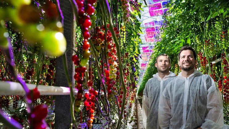 De gauche à droite: Jonas Roch et Nicolas Weber, deux des cofondateurs de Voltiris, dans une serre de tomates à Genève.