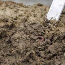 Les projets menés à la nouvelle station d'essais sur les sols agricoles à Moudon (VD) doit bénéficier à toutes les régions de grandes cultures en Suisse. (Image d'illustration)