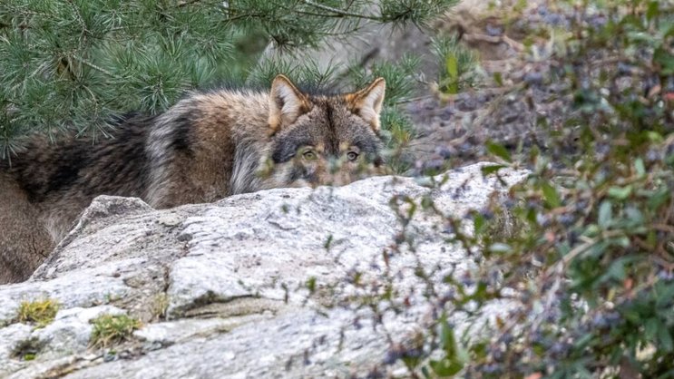 Les autorités bernoises ont demandé le tir d'un loup dans le Simmental (photo d'illustration).