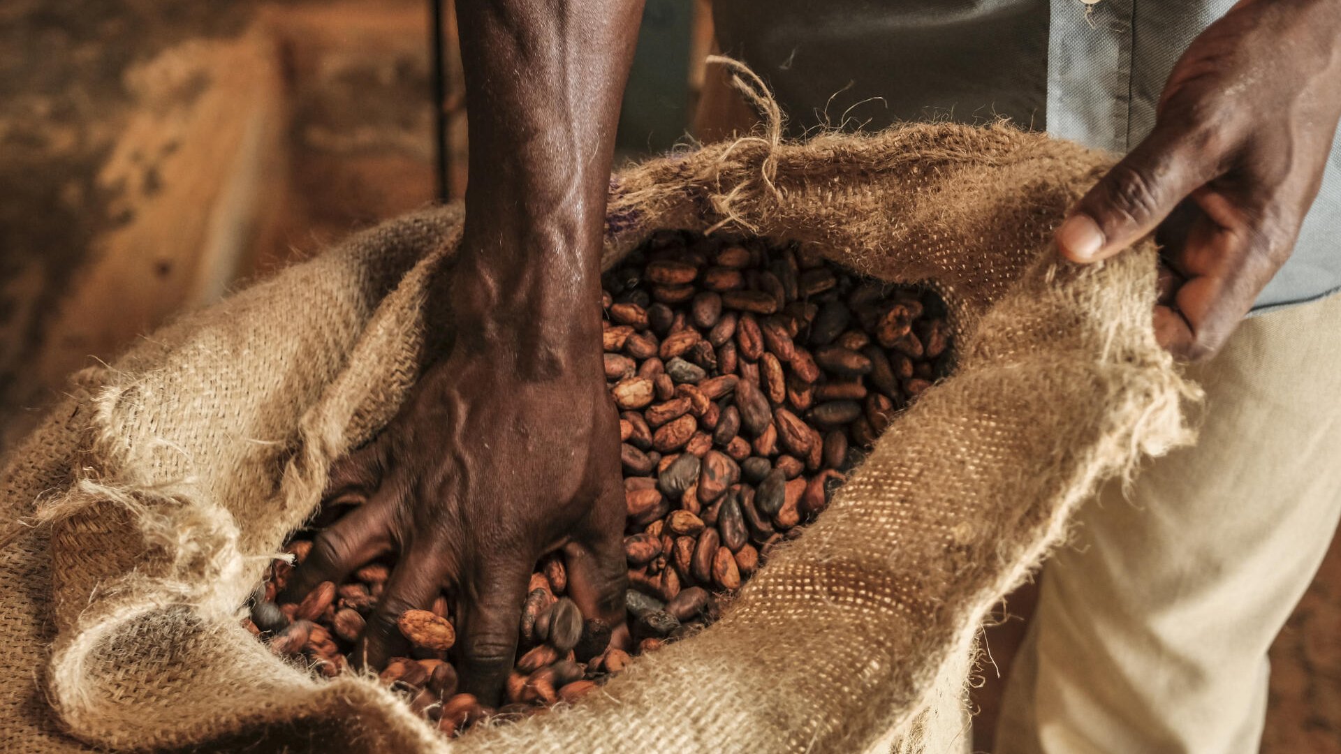 PC checks cocoa beans for quality in Ankasse - Ghana.