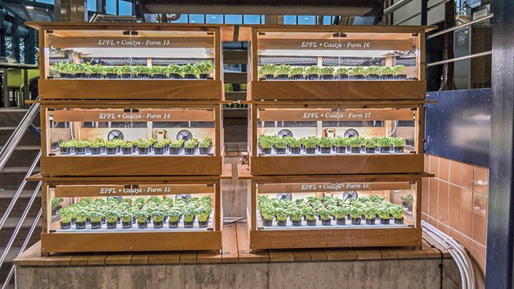 Caulys, start-up de fermes verticales créée en 2019.