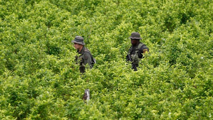 Malgré la surveillance par la police et les destructions de plantations et de laboratoires, la culture de la coca et la production de cocaïne ont battu des records l'an dernier en Colombie (Photo d'illustration).