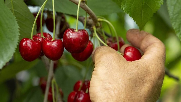 Entre 400 et 500 tonnes de cerises sont cueillies chaque semaine pendant la période de récolte (archives).