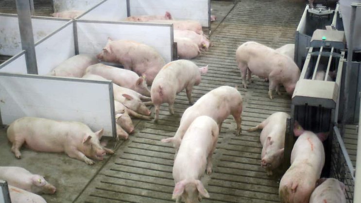 Si le projet d'extension est accepté, la porcherie passerait de 550 à 1670 cochons (photo symbolique).
