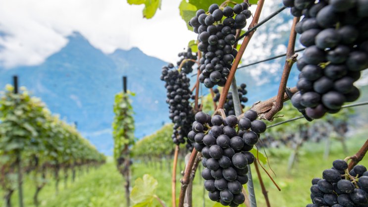 Cette découverte atteste que, depuis au moins 600 ans, le pinot noir, "cépage de rois" emblématique de Bourgogne, a été reproduit par des générations de viticulteurs grâce à des techniques de "propagation clonale", comme le bouturage (image d'illustration).