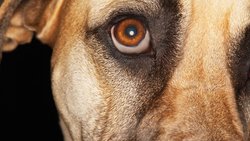 Après une forte croissance post-pandémie, les dépenses pour les animaux se stabilisent chez les grands distributeurs suisses.