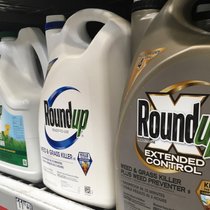 A base de glyphosate, l'herbicide Roundup est accusé de favoriser le développement de lymphomes non hodgkinien (LNH), une forme de cancer (archives).