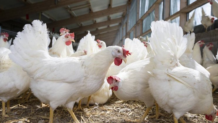 L'initiative veut réduire la consommation de viande et augmenter la production végétale destinée à l’alimentation humaine (image d'illustration).