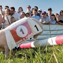 Parmi les traditions fribourgeoises, la Bénichon. Ici, une course de cochons à Ecuvillens, organisée lors de cette fête.