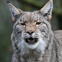 Le lynx abattu avait attaqué des animaux de rente (image symbolique).