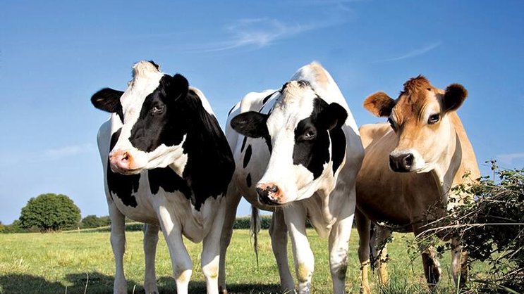 Yes We Farm a été lancé le 15 août.