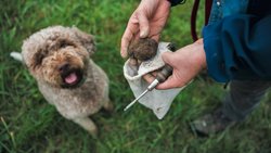 Barbara Demont et son chien Piff, un «lagotto romagnolo» (chien d’eau romagnol en français), une race spécialisée dans la recherche de truffes.