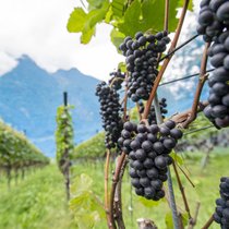 Cette découverte atteste que, depuis au moins 600 ans, le pinot noir, "cépage de rois" emblématique de Bourgogne, a été reproduit par des générations de viticulteurs grâce à des techniques de "propagation clonale", comme le bouturage (image d'illustration).