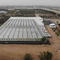 Le spécialiste de la production de salades par brumisation venait de signer un gros contrat avec le Koweit pour le développement de la plus grande ferme aéroponique du monde, 24 000 m2.