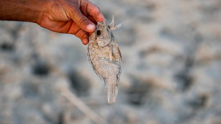 Le militant environnementaliste Ahmed Saleh Neema pointe du doigt "une hausse des températures" provoquant une évaporation accrue et "le faible débit d'eau", ce qui a pour conséquences "un manque d'oxygène et une hausse de la salinité". (photo d'archive)