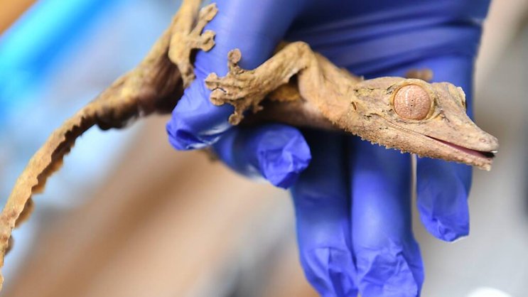 Les geckos ne sont pas dangereux pour l'homme; ils sont devenus des nouveaux animaux de compagnie (Photo d'illustration).