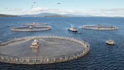 Les activités cédées comprennent notamment la production de pellets pour l'alimentation des saumons d'élevage. (archive)